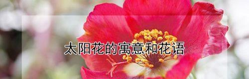 花语中的乐观之花——阳光向日葵（向日葵）