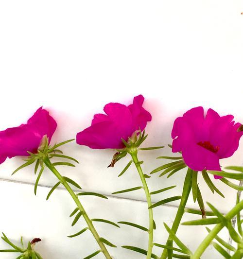 花语中的乐观之花——阳光向日葵（向日葵）