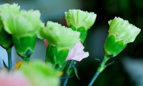 母爱的花（以花语表达母爱的美丽和坚韧）
