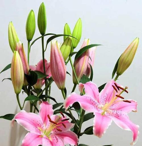 母爱的花（以花语表达母爱的美丽和坚韧）