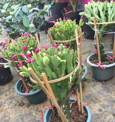 黄大刺会开花吗（解析黄大刺的生长特点和花期）