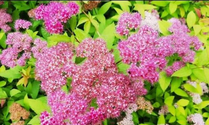 努力的花，绽放坚韧的力量（以花语诠释拼搏精神）