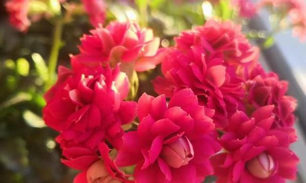 陪伴的花（以花语表达陪伴之美）
