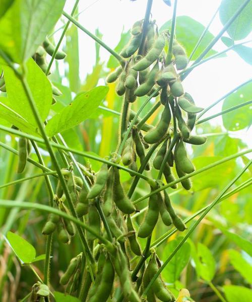 探究黄豆的生长周期（从种子到成熟）