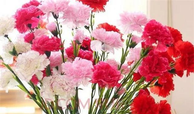 花语传情，亲情花的表达之道（深情厚意）