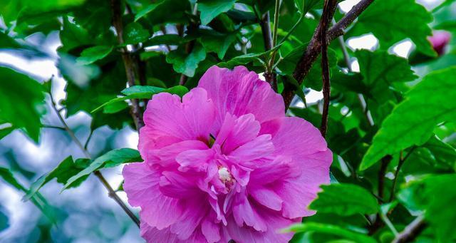 花开请求原谅，化解心结（以花言莫负的方式）
