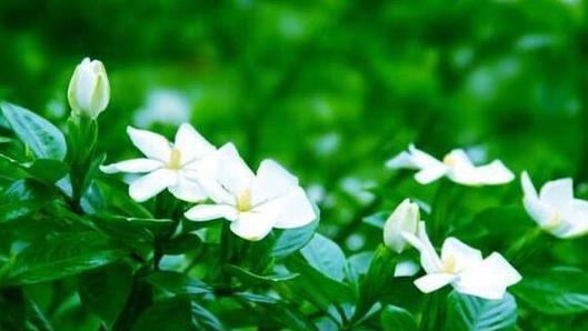 花开请求原谅，化解心结（以花言莫负的方式）