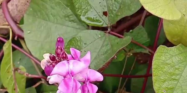 黄豆的开花与颜色（黄豆的花期）