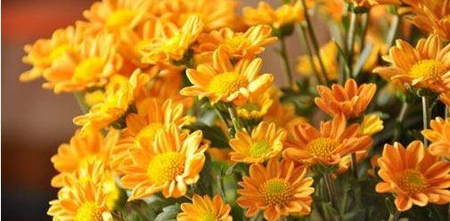 生日的花——寄托对生命的祝福（以花语诠释生日的意义）