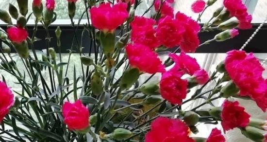 胜利的花花语——揭示胜利之美（胜利的花）