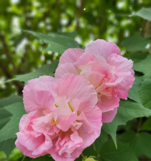 花开花谢，时间匆匆（以花为喻）