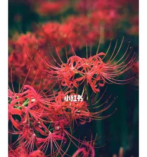 思念之花（用花语描绘思念之情）