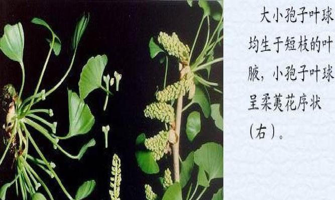 黄豆是裸子植物吗（黄豆分类）