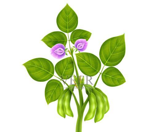 黄豆——营养丰富的多功能植物（探究黄豆的起源）
