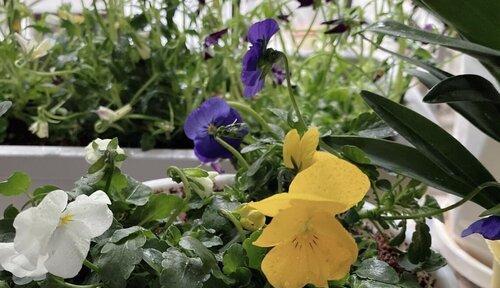 相思之花-传递思念的花语（以相思的花为媒）
