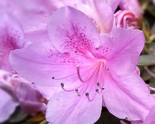 花语之恋——想念的花（花开花落）