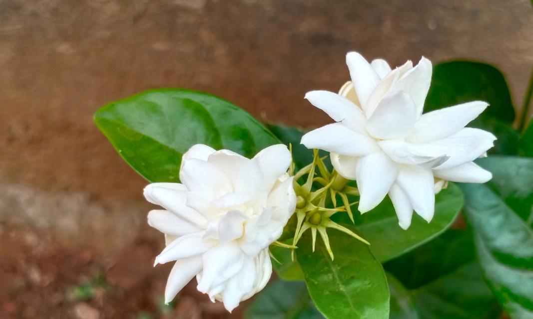 花语之恋——想念的花（花开花落）