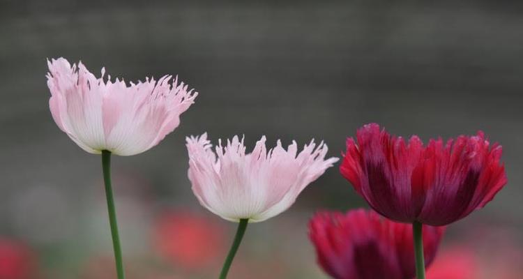 邪恶的花——揭示花语背后的恶意（探索美丽与邪恶的交织）