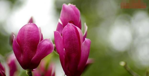 感激之花——以表示谢意的花语（盛开的花朵传达着谢意的情感）