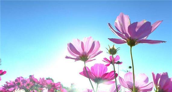 幸福的花-花语中的幸福（花语中的幸福象征与传达方式）
