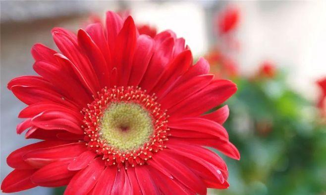 幸运的花（追寻幸运）