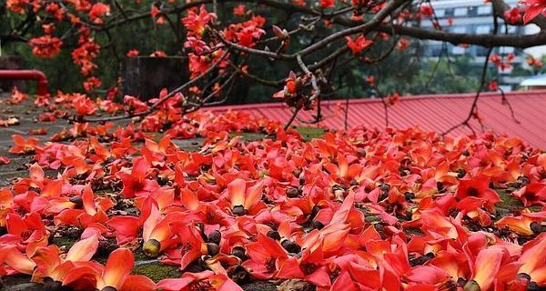 花语中的英雄（赏花时刻感受英雄的力量）