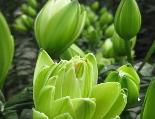 勇敢的花（以花语传递的勇敢与力量）