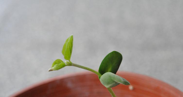 如何快速发芽黄豆（掌握科学方法）