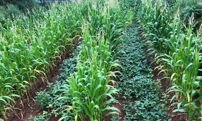 如何种植黄豆？—黄豆种植时间和方法、栽培技术与田间管理详解