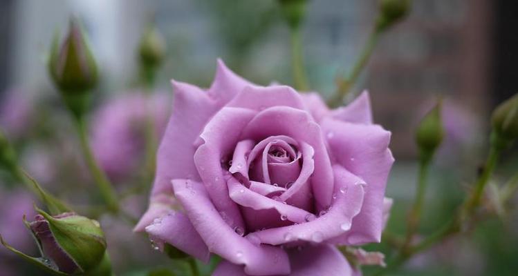 忧郁的花（探寻忧郁花朵的寓意与传承）
