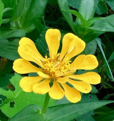 友情花开，心灵永恒（以花语表达友情之美）