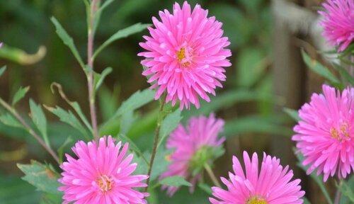 友情花开，心灵永恒（以花语表达友情之美）