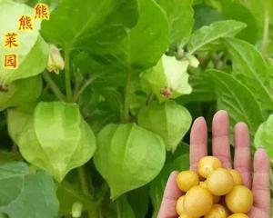如何保存黄姑娘果的种子（掌握种子保存技巧）