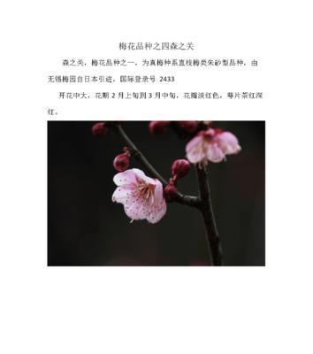了解雀梅的花期与开花次数（一年开几次花）