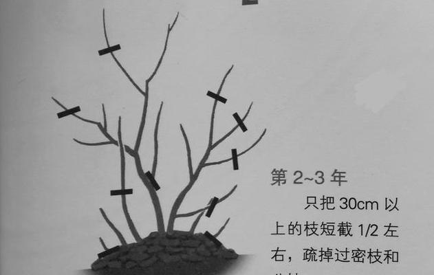 如何修剪雀梅（雀梅修剪技巧及注意事项）