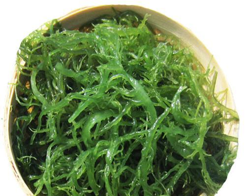 裙带菜——海洋中的美味佳肴（一种特殊的海藻植物）
