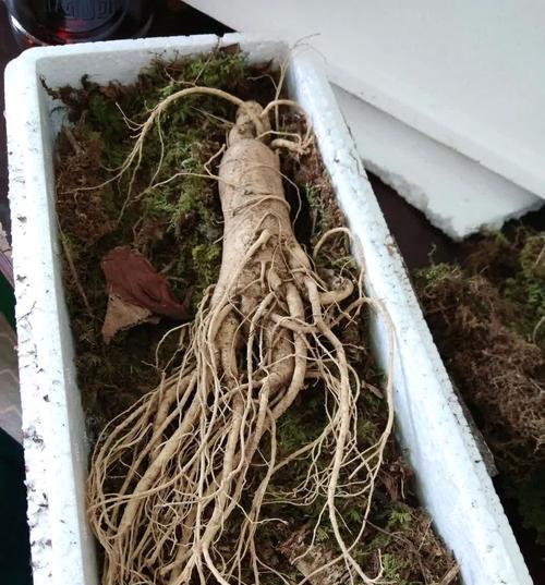 打造美丽人参大戟，修剪技巧全解析（如何让你的人参大戟更美观迷人）