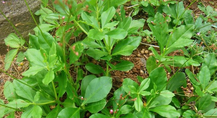 探秘人参的生长周期（从种植到成熟）