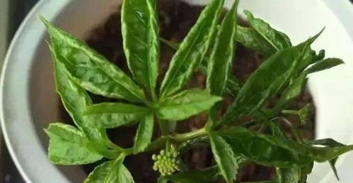探秘人参的生长周期（从种植到成熟）