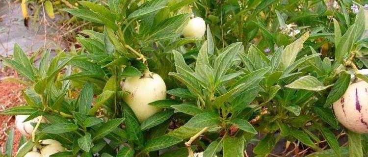 人参种植技术与时间选择（打造高产优质的人参种植园）