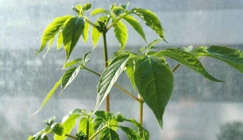 人参的冬季存放及防冻技巧（如何保证人参的营养及品质不受影响）