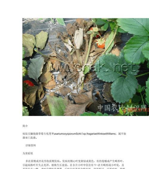 人参果病毒病的防治与控制（了解人参果病毒病症状及其预防措施）