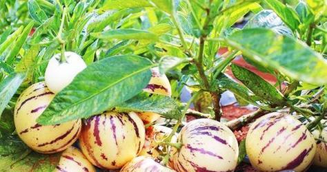 人参果的生长环境与特点（探究人参果的生态环境）