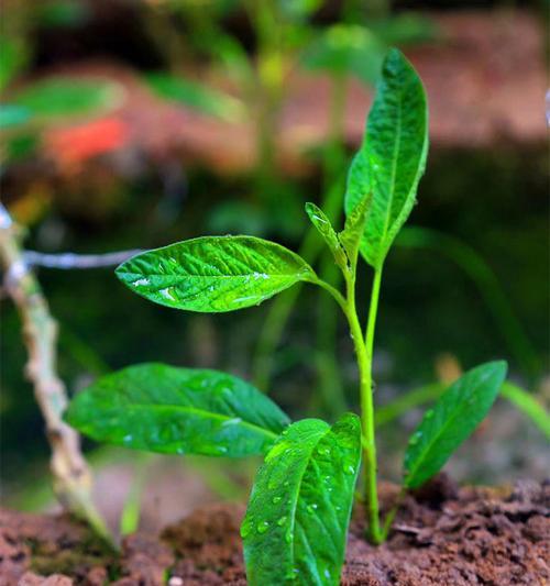 人参果成熟季节（掌握人参果成熟季节）