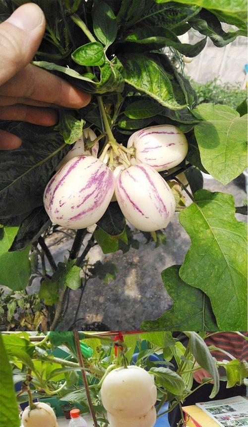 人参果种植全指南（人参果多久开花结果）
