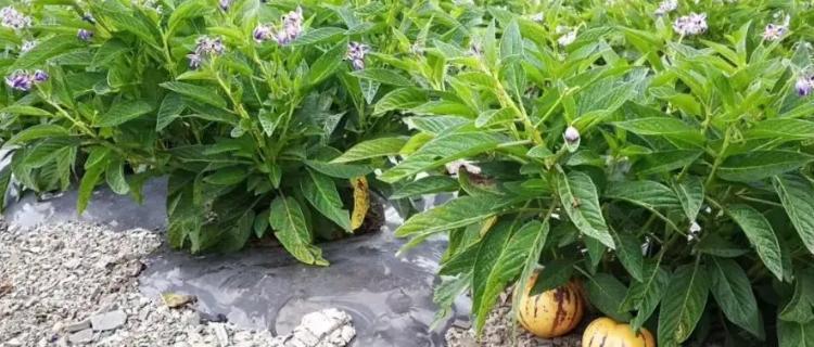 人参果种植全指南（人参果多久开花结果）