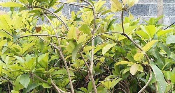 人参果根系发达的原因剖析（揭秘人参果根系的奥秘）