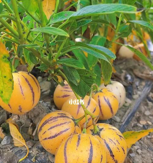 人参果的种植与养护方法（丰收人参果）