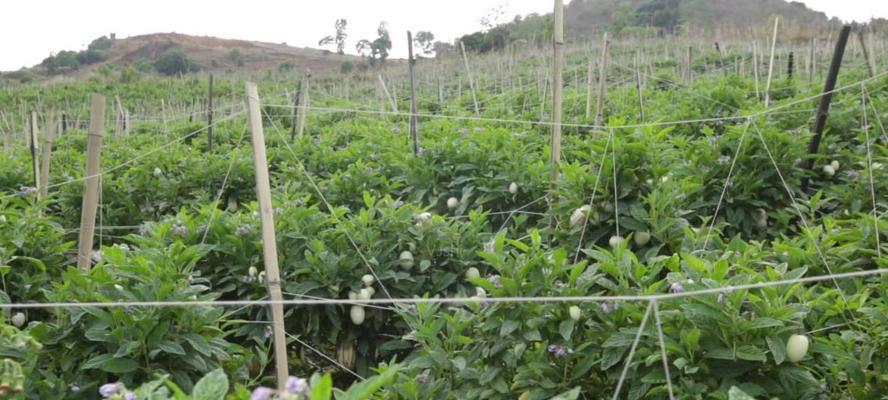 人参果的种植时间及注意事项（选择最佳时间）