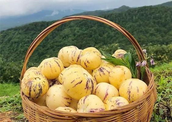 生吃人参果有哪些好处（人参果的营养成分）